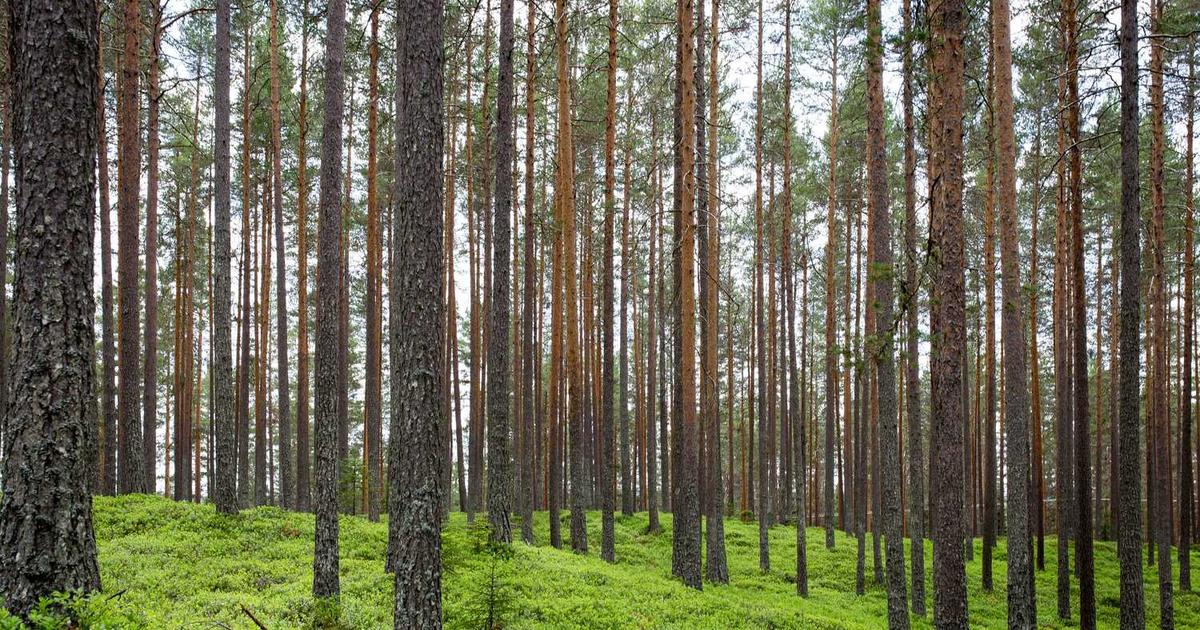 iPhone Diagnostic Software (Purple Mode)